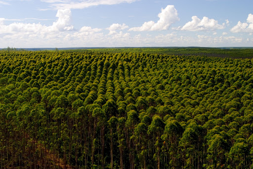 empresas-reflorestamento-eucalipto-01